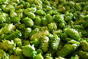 Craft Beer TheDrinkNation.com |  Are Hops Shortages Really Something Craft Beer Drinkers Need to Worry About? | The Drink Nation