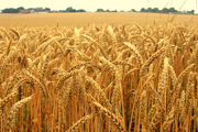 Beer Crisis Brewing as Heavy Rains Put a Pinch on America's Malt Barley Crops