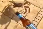 Here's a Video of a CRAB Stealing a Guy's Beer