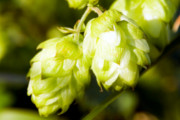 Craft Beer TheDrinkNation.com | European Town Known for Producing Hops Will Soon Have Its Own Public Beer Fountain | The Drink Nation