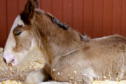Cuteness Alert: Meet Budweiser's Newest Clydesdale 