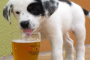 Brews for Man's Best Friend
