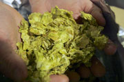 Craft Beer TheDrinkNation.com | Drought Is a Growing Cause of Concern for Hop Farmers and Their Crops | The Drink Nation