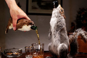 Craft Beer TheDrinkNation.com | BrewDog is Releasing a $20,000 Beer Stuffed in a Taxidermied Squirrel | The Drink Nation