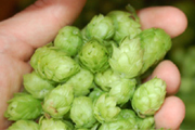 Word of the Week: Hops