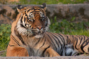 Craft Beer TheDrinkNation.com | Drink This Beer to Help Save the Tiger Population | The Drink Nation